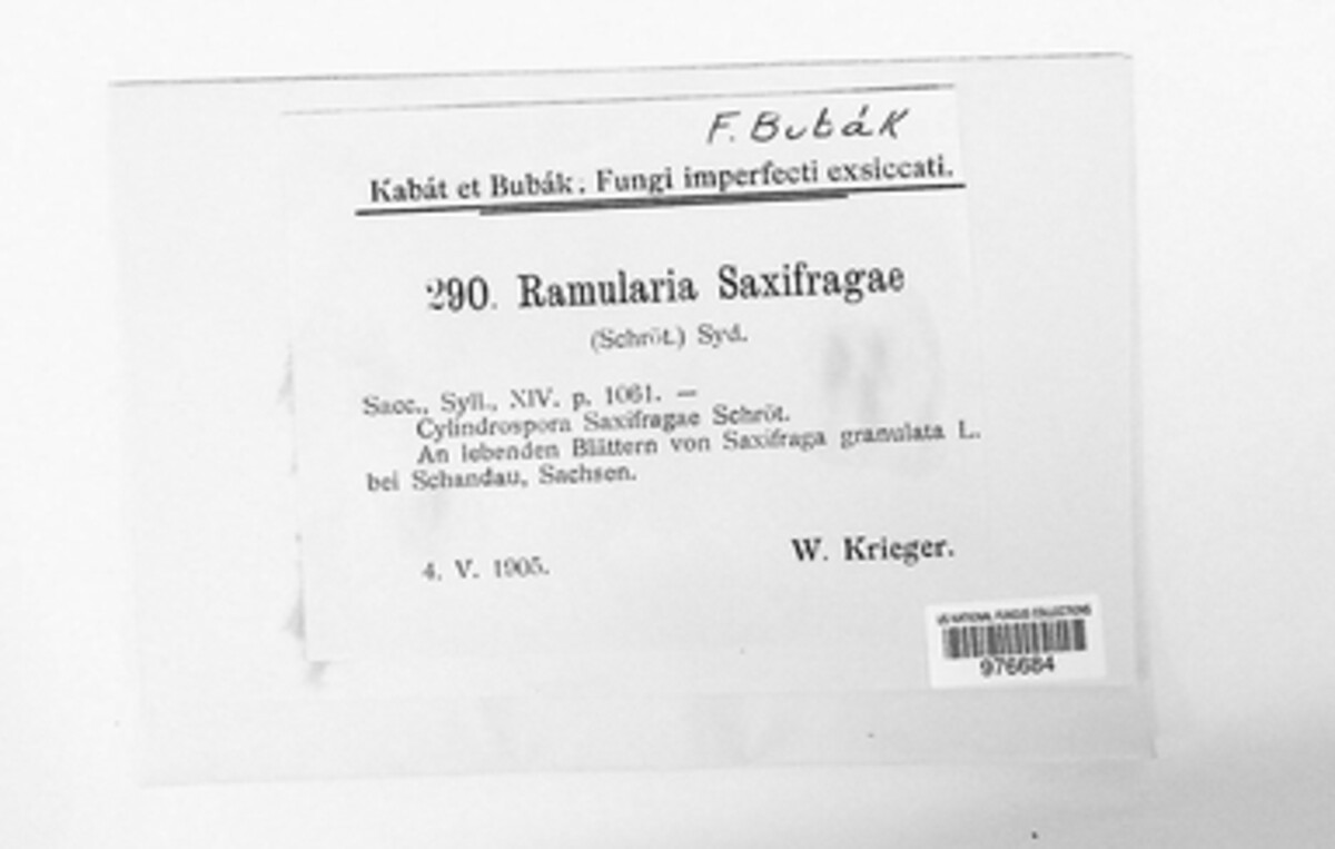 Ramularia saxifragae image